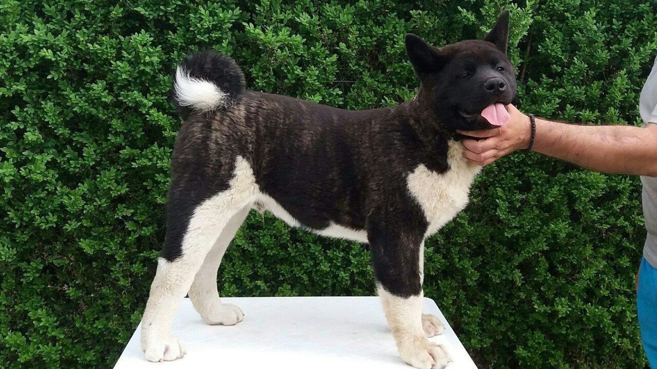 Americka-akita