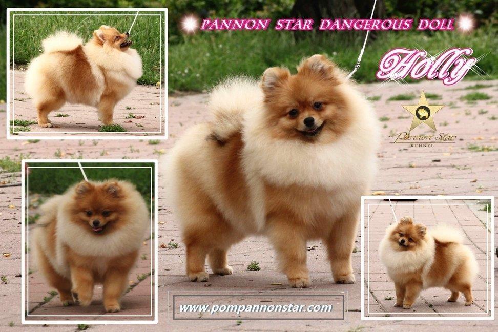 Pomeranski-spic---Pomeranac