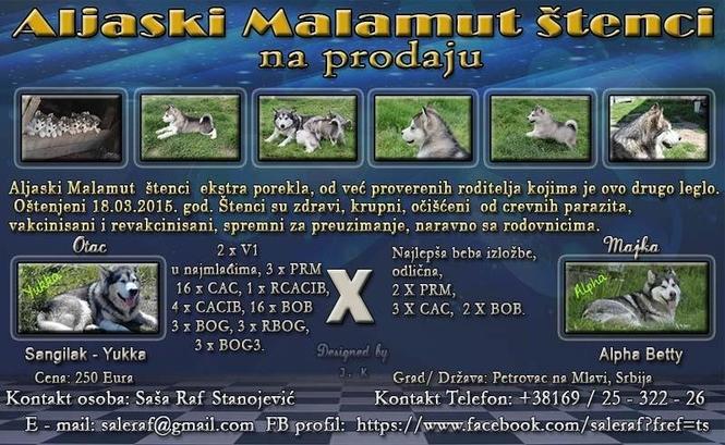 Aljaski Malamut štenci