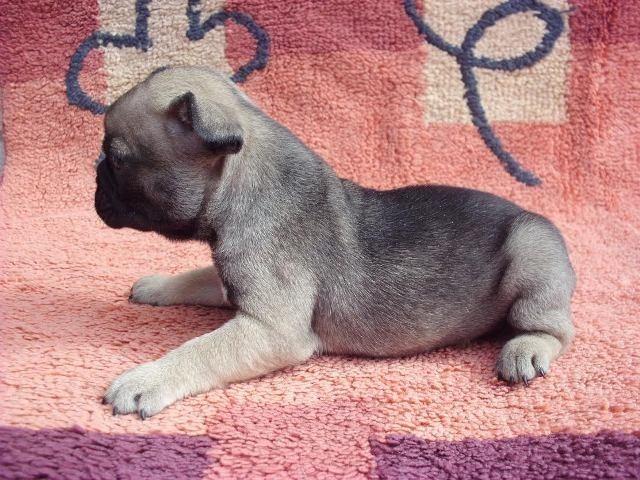Francuski-buldog-stenad