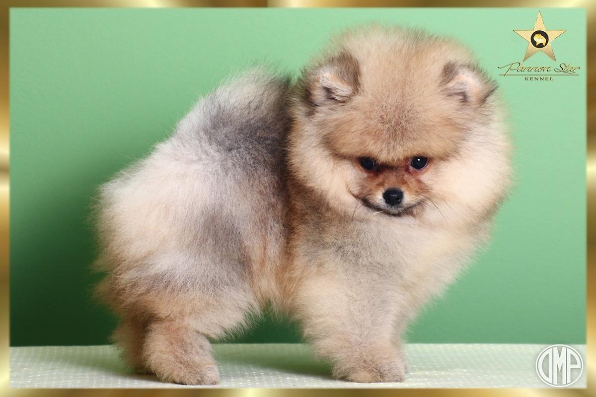 Pomeranski-spic