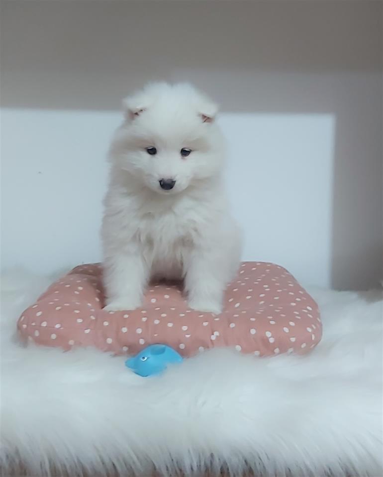 Samojed
