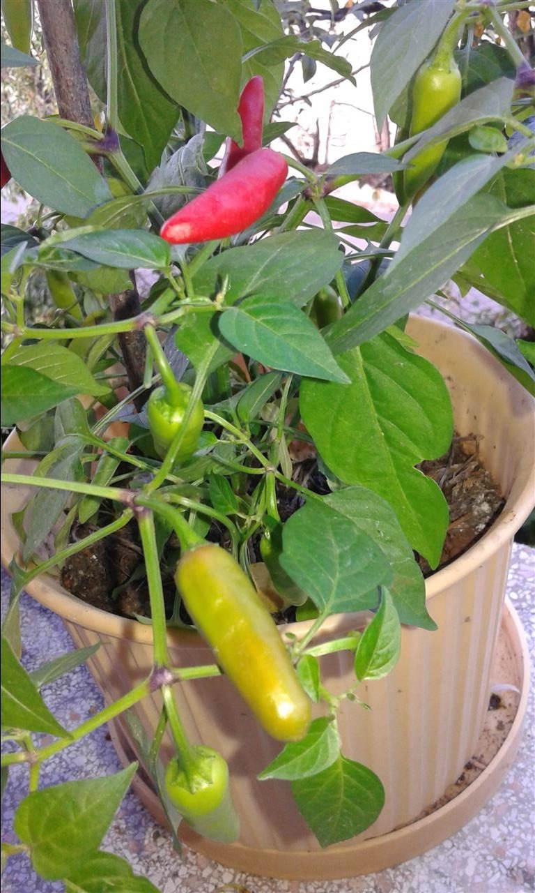 Fish-chili