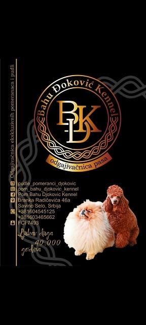 Maltipoo-stenci-