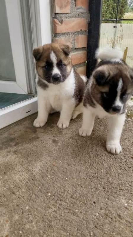Američka-Akita-štenci
