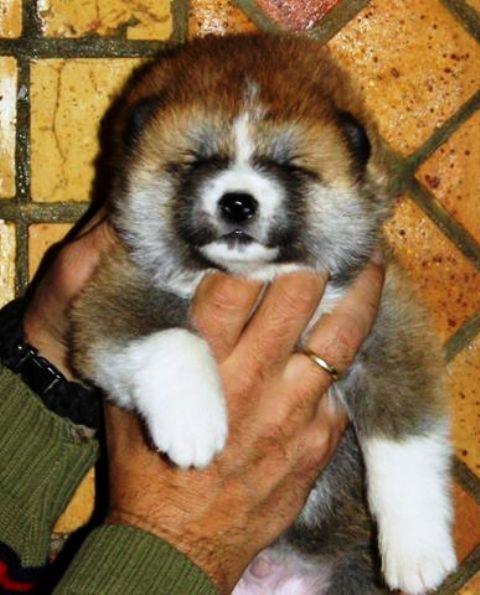 Akita-Inu-stenci