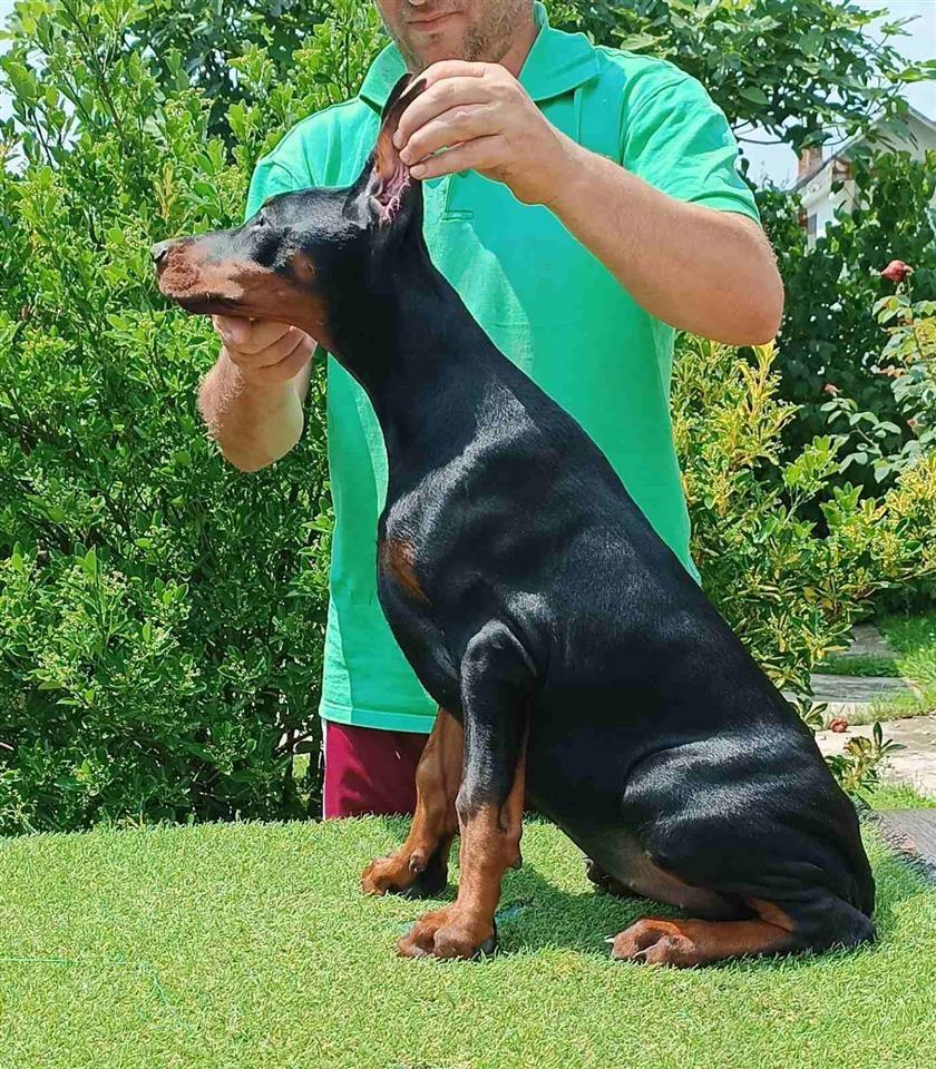 Štenci-dobermana-