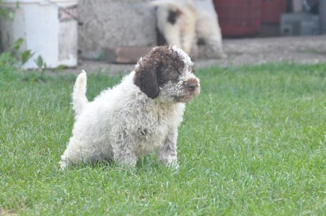 Lagotto Romagnolo stenci