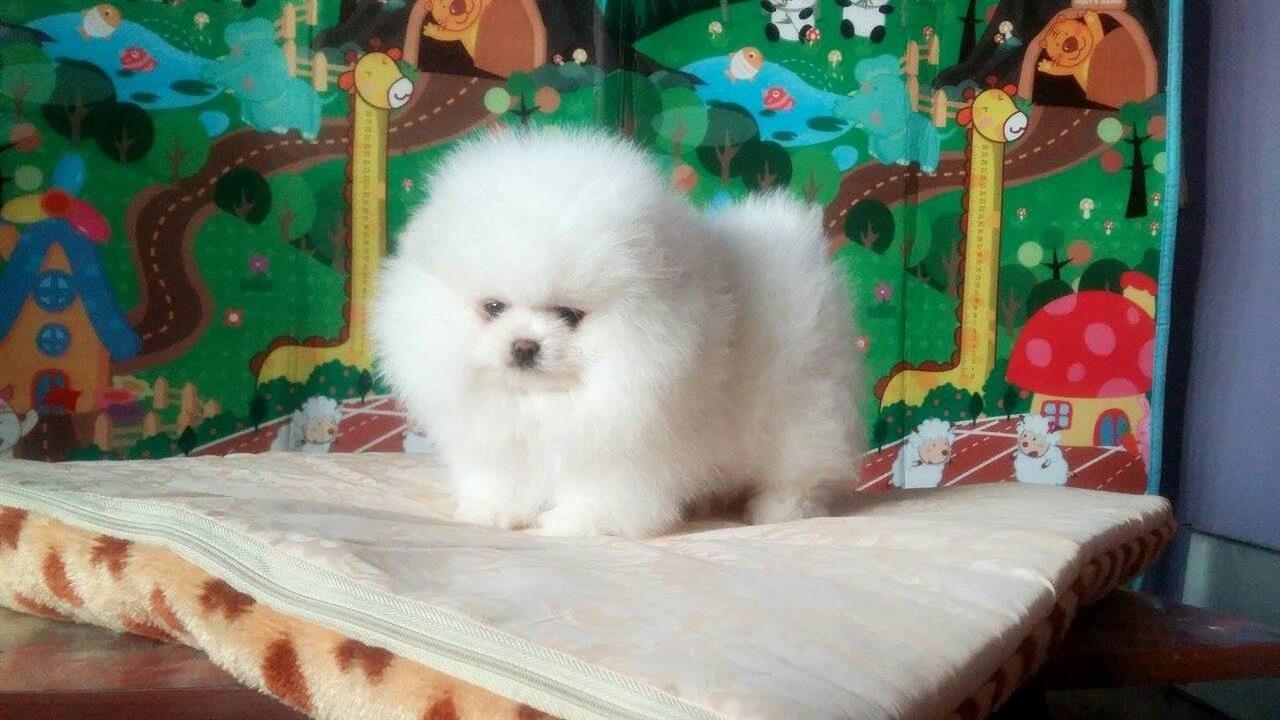 Pomeranski-spic