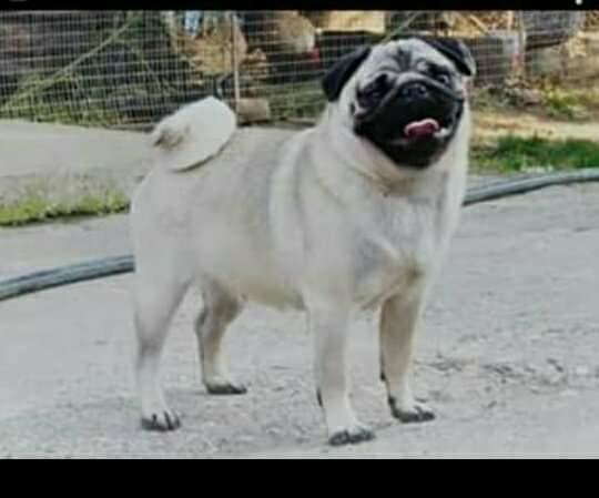 Mops-štenci