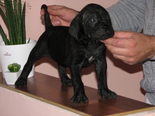 Cane-corso-stenci