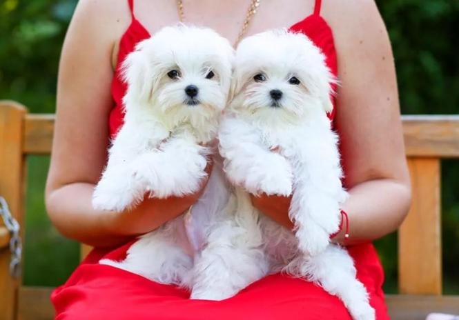 Maltezer i coton de tulear stenci na prodaju 
