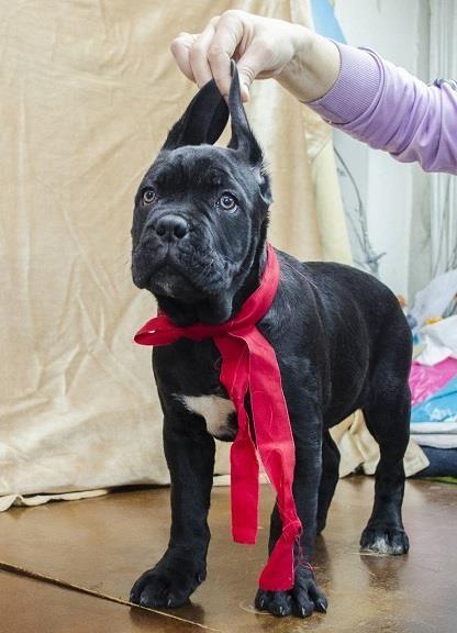 Cane-corso-štenci
