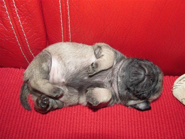 Mops-kvalitetna-crna-stenad