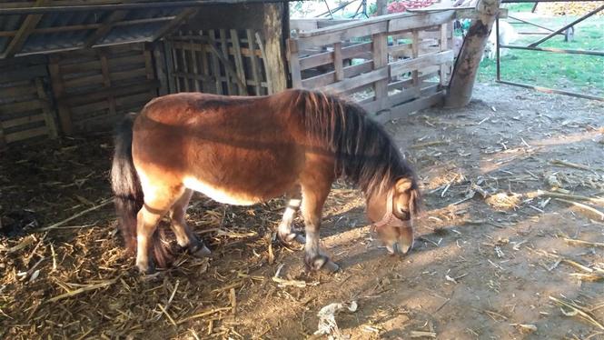 Šetlandski poni