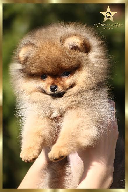 Pomeranski-spic