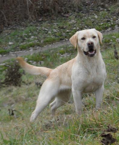 Labrador-Retriever-Stenci