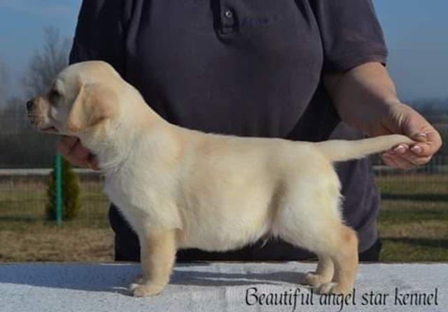 Stenci-LABRADOR-RETRIVERA