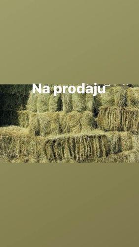 Seno