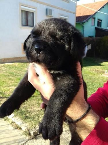 Cane Corso štenci