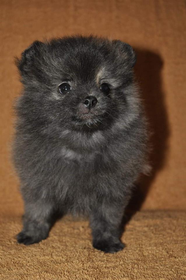 Pomeranac-štenci