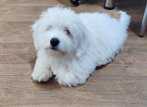 Coton-de-Tulear