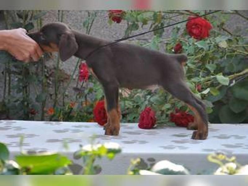 Doberman-štenci-