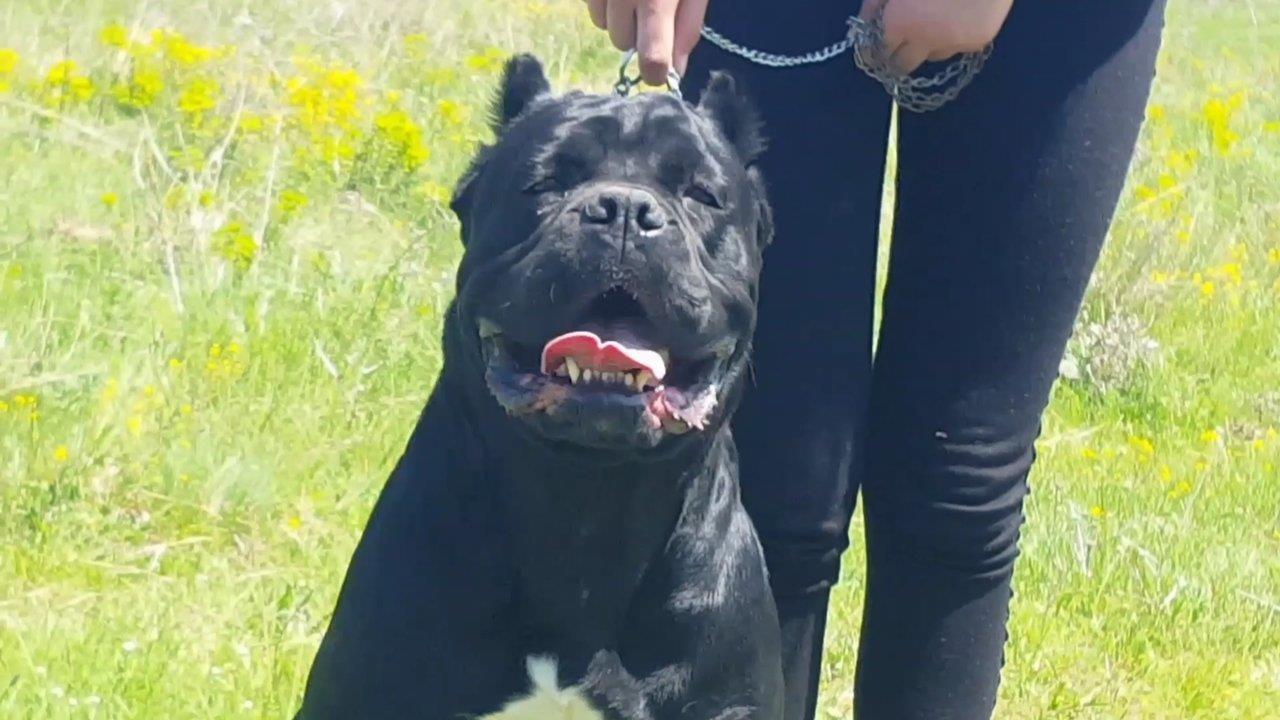 Cane-Corso-Ženka