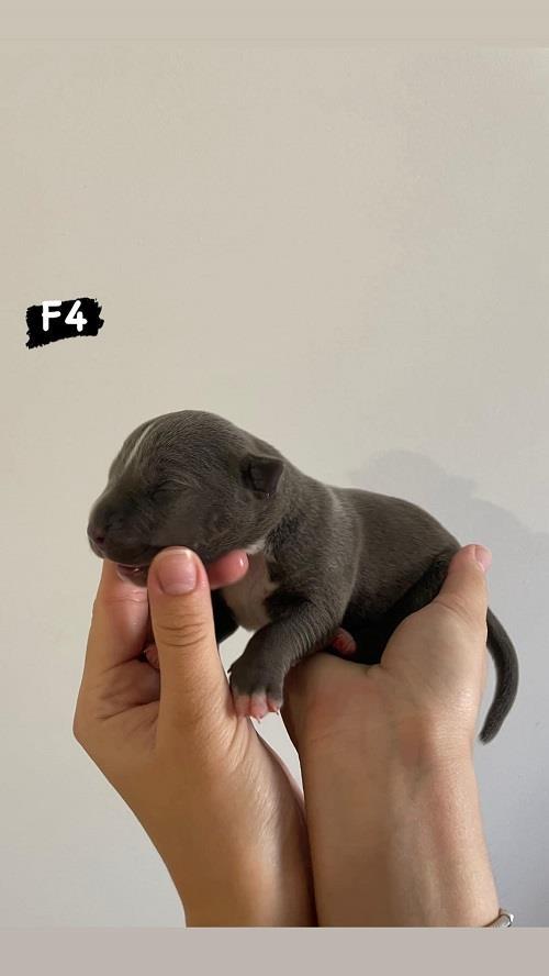 AMERICAN-BULLY-Xl