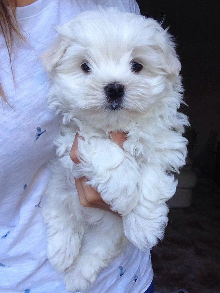 Maltezer-i-coton-de-tulear-stenci