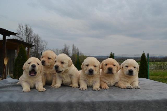 Labrador-retriver-