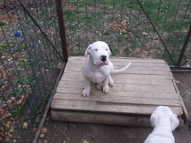 Dogo-Argentino--muška-štenad