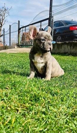 Francuski-buldog-štenci-