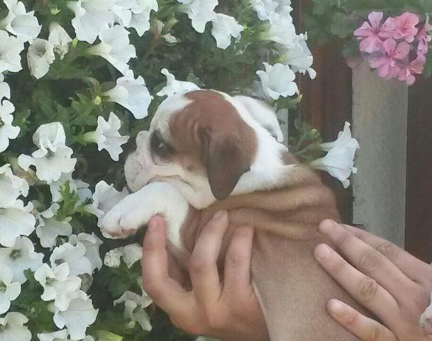 Engleski-buldog