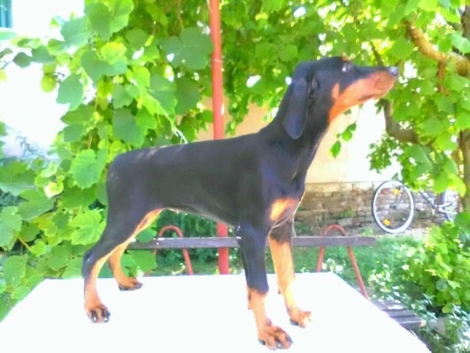 Doberman-stenci