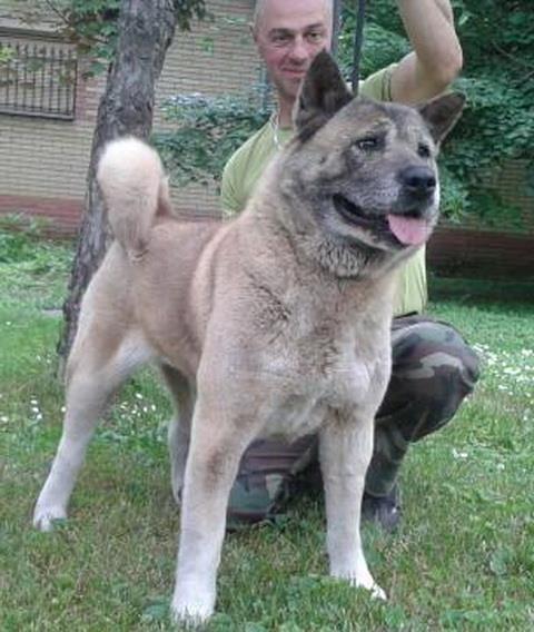 Americka-akita-mladi-psi