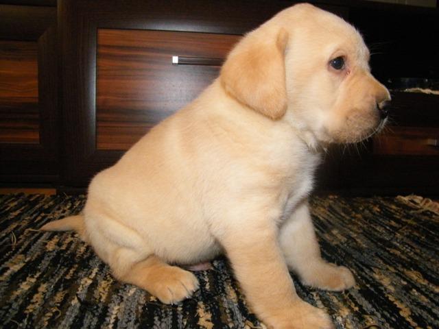 LABRADOR-RETRIVER-STENAD