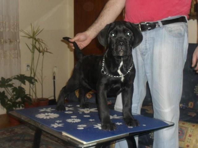 Cane Corso - prvobirani stenci iz TOP LEGLA 