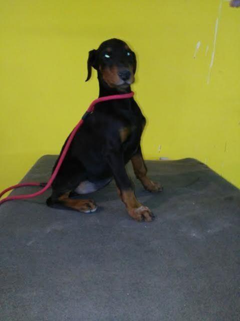 Doberman-štenci-