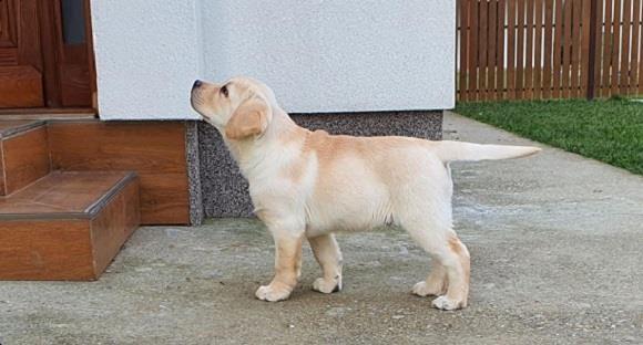 LABRADOR-stenci-