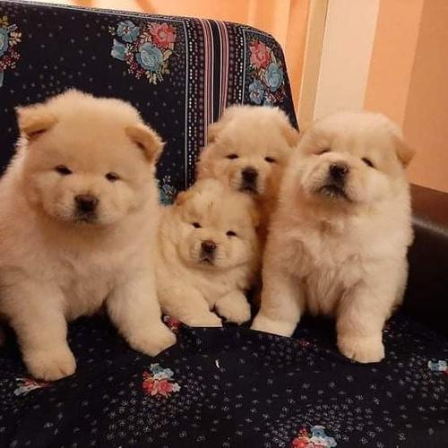 Chow Chow štenci 