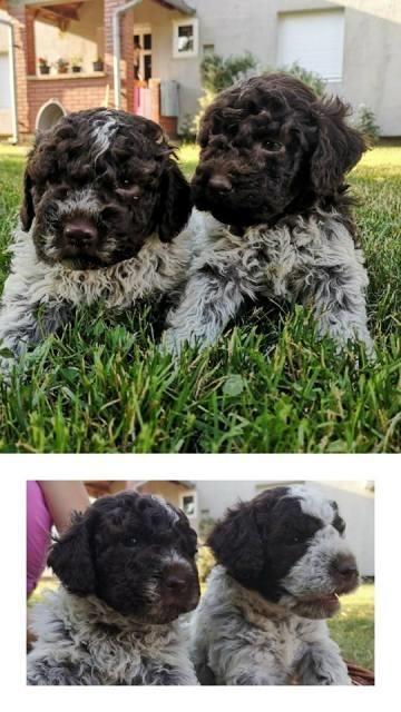 Lagotto-Romagnolo--štenci