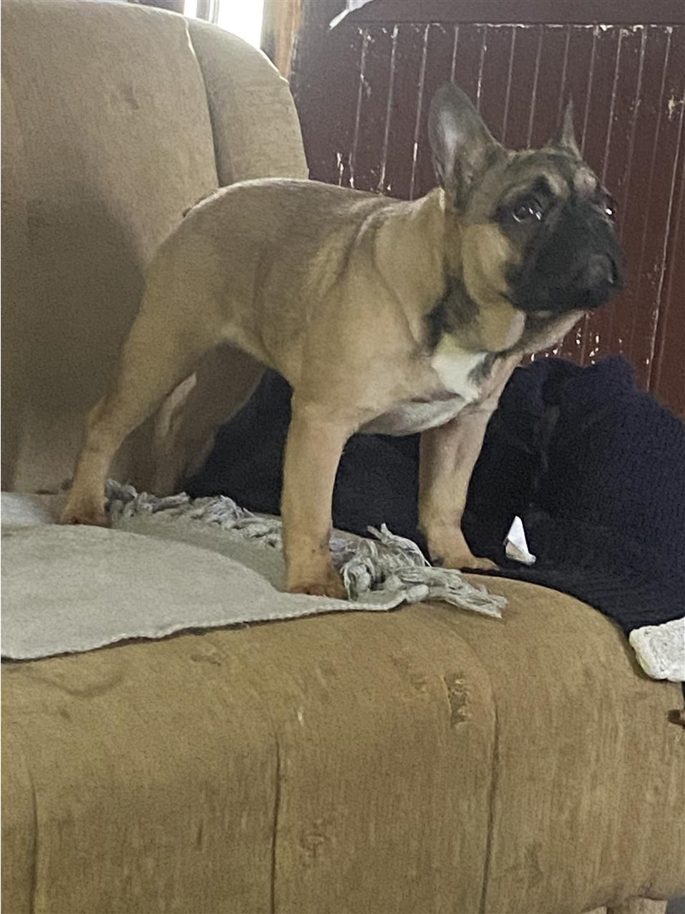 Francuski-buldog
