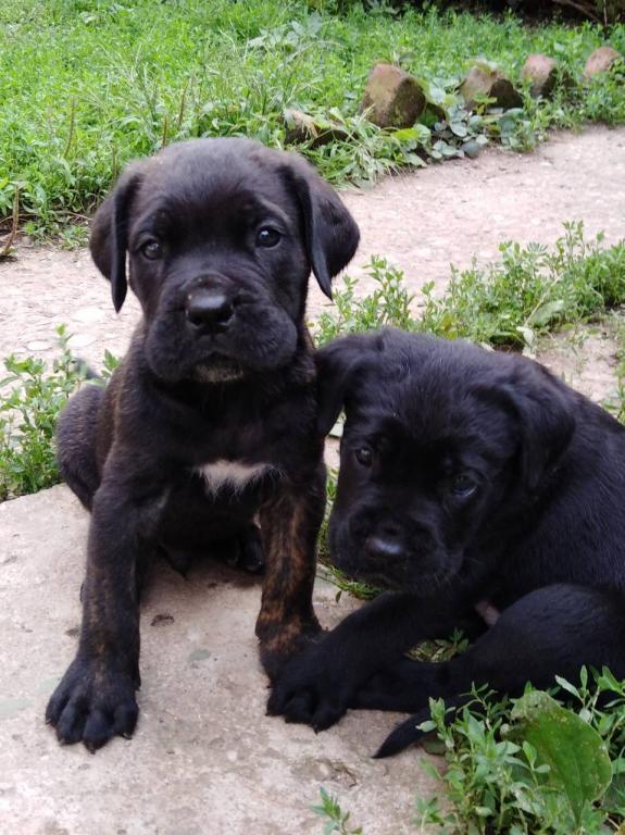 Cane-Corso-štenci