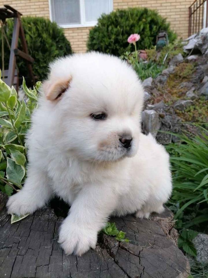 Chow-chow-stenci