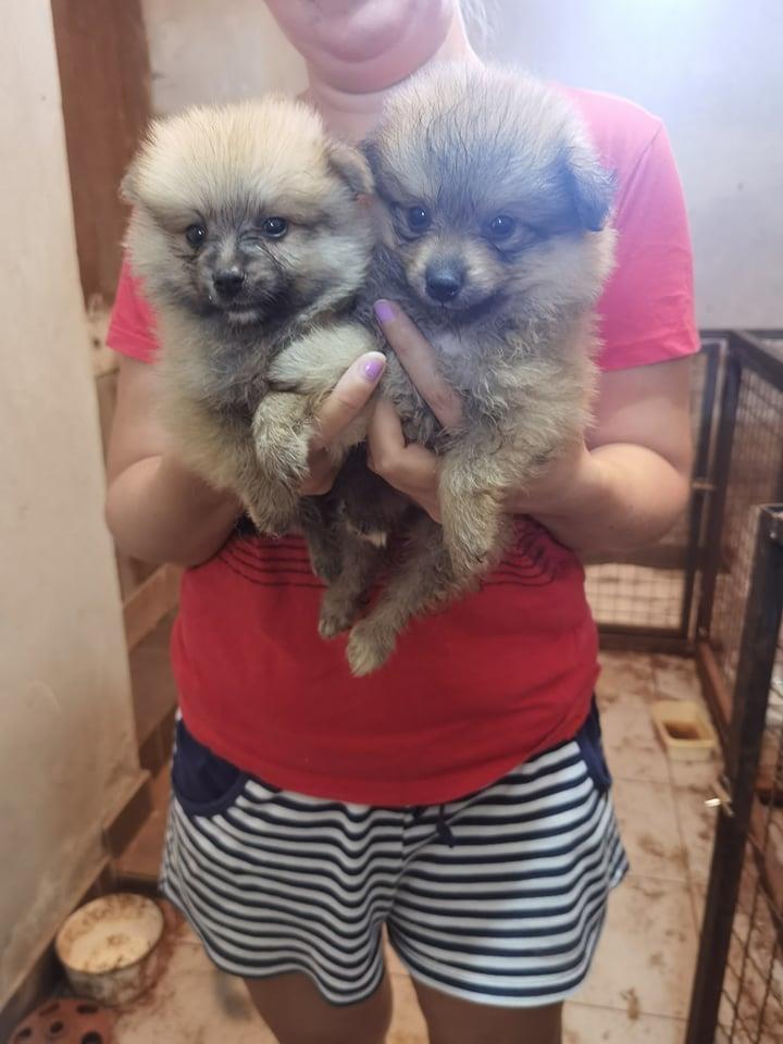Pomeranski-špic