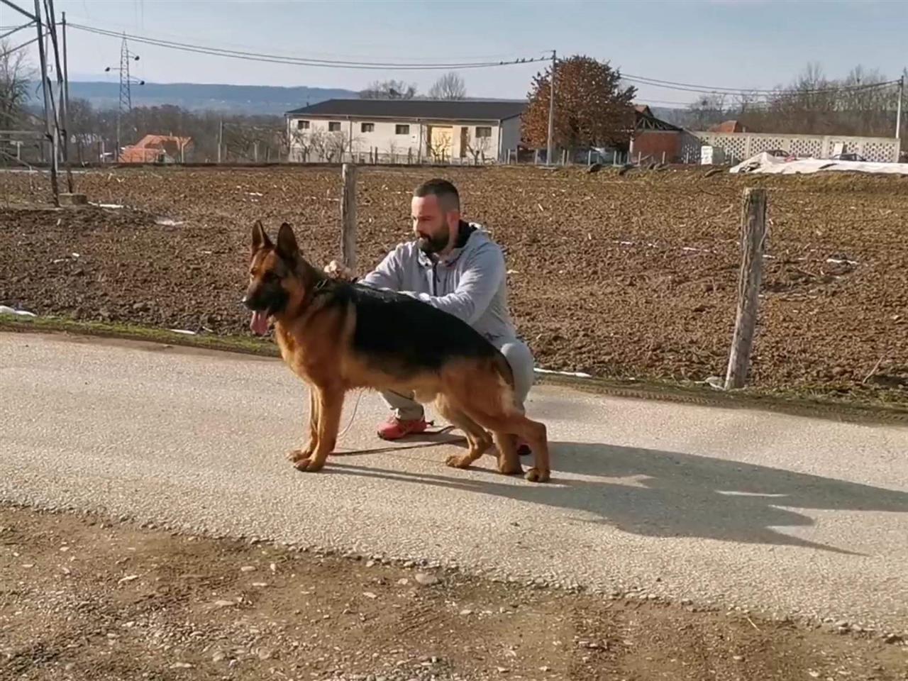 Nemački-Ovčar