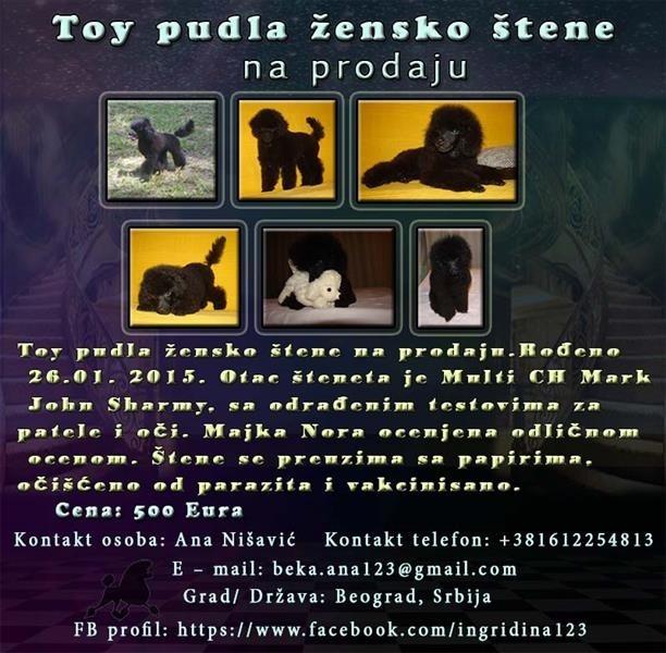 Toy-pudla-žensko-štene