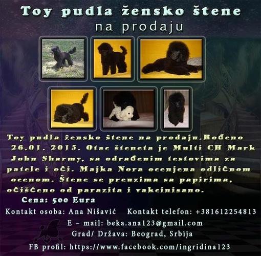 Toy pudla žensko štene