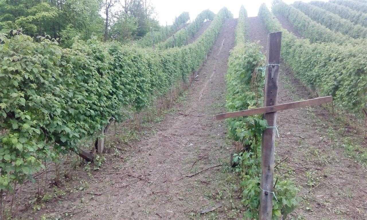 HITNO--Potrebni-beraci-malina--